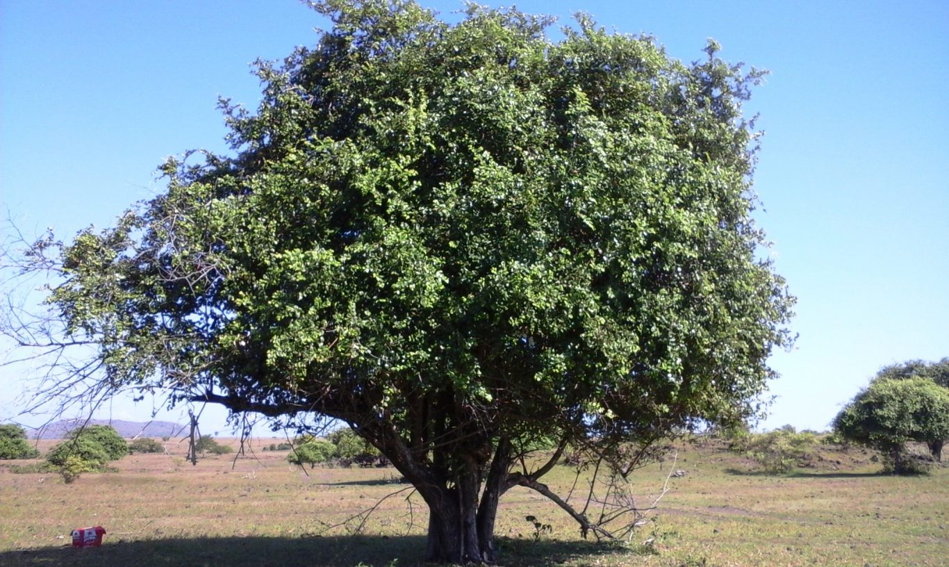 Keistimewaan Pohon  Bidara Sidr dalam Al Quran Berikut 