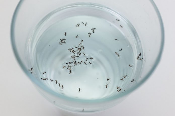 Tafsir Ahkam: Najiskah Air Yang Kemasukan Bangkai Serangga?