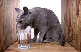 Najiskah Sisa Air Minum Kucing?