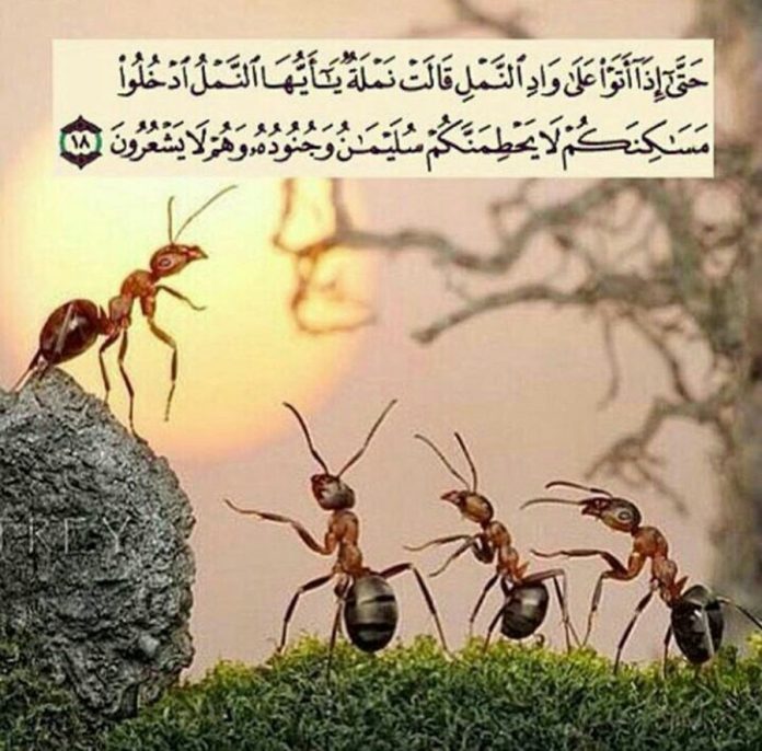 kisah Nabi Sulaiman dan ratu semut