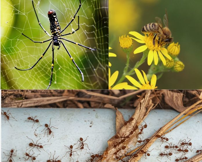 Lebah, semut dan laba-laba dalam Alquran