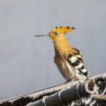 Kisah Burung Hudhud, Pasukan Intelijen Nabi Sulaiman Kisah Burung Hudhud, Pasukan Intelijen Nabi Sulaiman