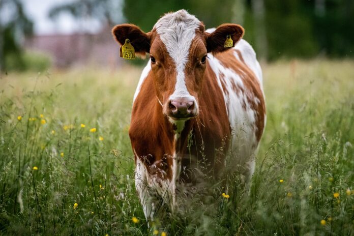 Sapi Bani Israil Simbol Pengorbanan dan Ketundukan