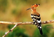 Meneladani Integritas Burung Hudhud: Asas Work From Anywhere