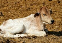 Jebakan Pasca-Kemerdekaan: Pelajaran dari Kisah Patung Anak Sapi Jebakan Pasca-Kemerdekaan: Pelajaran dari Kisah Patung Anak Sapi