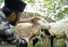 Menggeser Polemik Kurban: Dari Debat Identitas ke Kesalehan Struktural Menggeser Polemik Kurban: Dari Debat Identitas ke Kesalehan Struktural